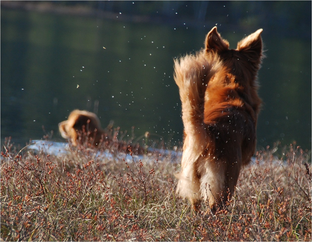 Troja